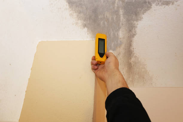Best Emergency Mold Remediation  in Desloge, MO