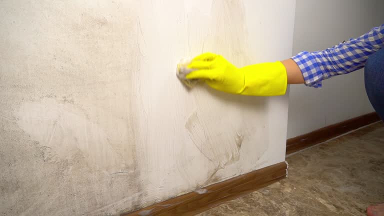 Trusted Desloge, MO Mold Removal Experts